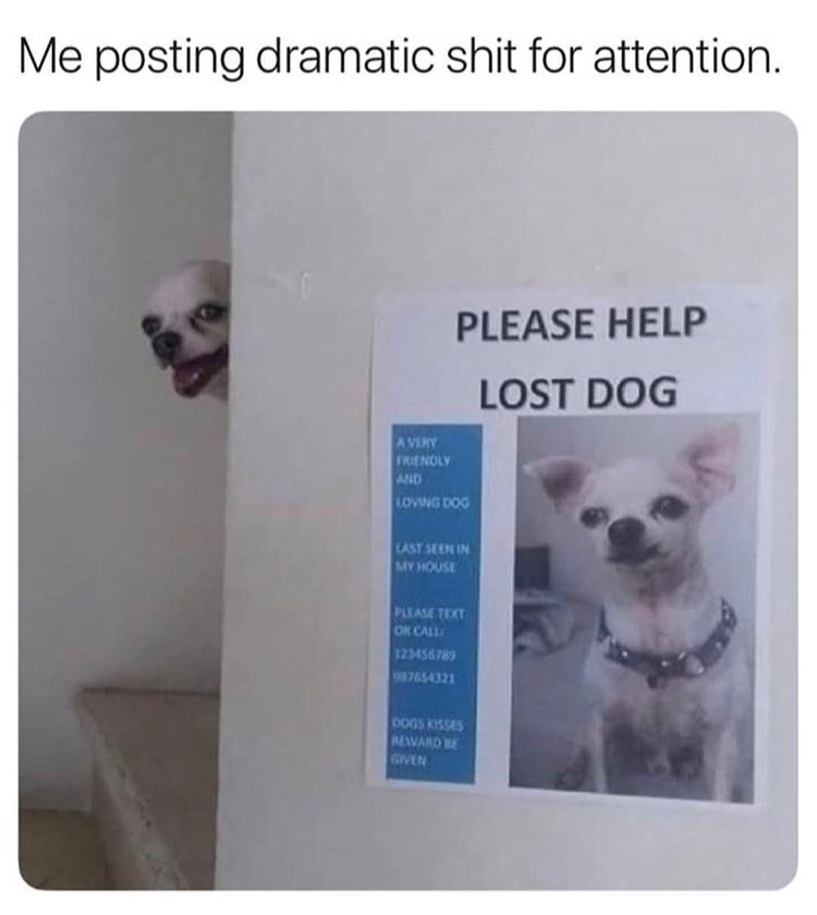 memes - me posting dramatic shit for attention - Me posting dramatic shit for attention. Please Help Lost Dog A Very Frenoly And Lovwgdog Last Seen In Myhouse Please Text Or Call 123456789 087654321 Dogskisses Reward Be Viven