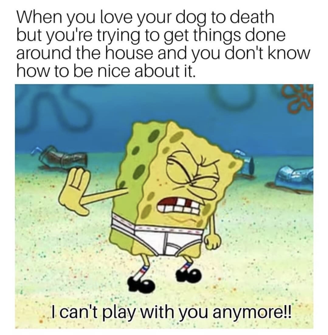 memes - Meme - When you love your dog to death but you're trying to get things done around the house and you don't know how to be nice about it. I can't play with you anymore!!