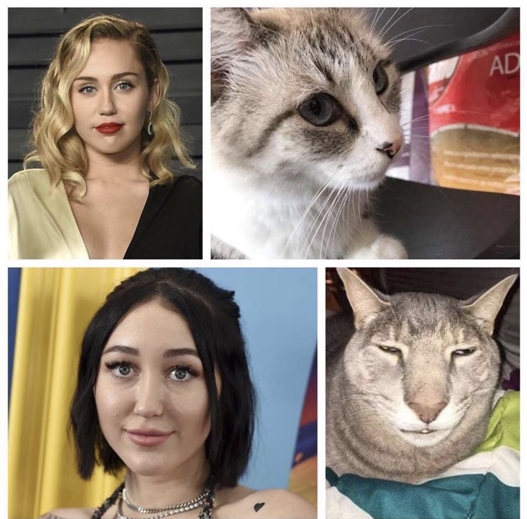 Sunday meme comparing Noah and Miley Cyrus to cats
