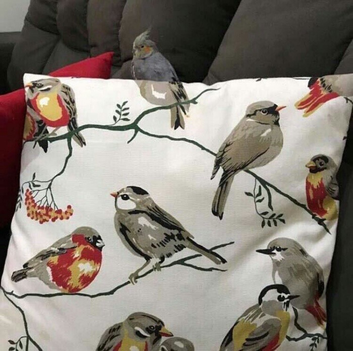 Sunday meme with a birb camouflaging itself on a pillow