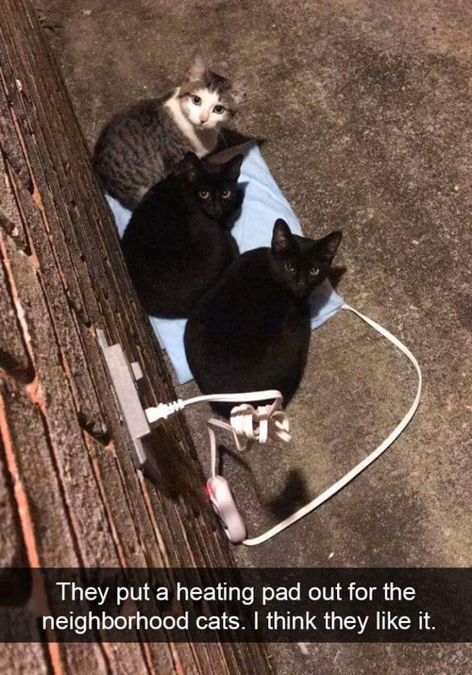 Sunday meme with three street cats sitting on a heating pad