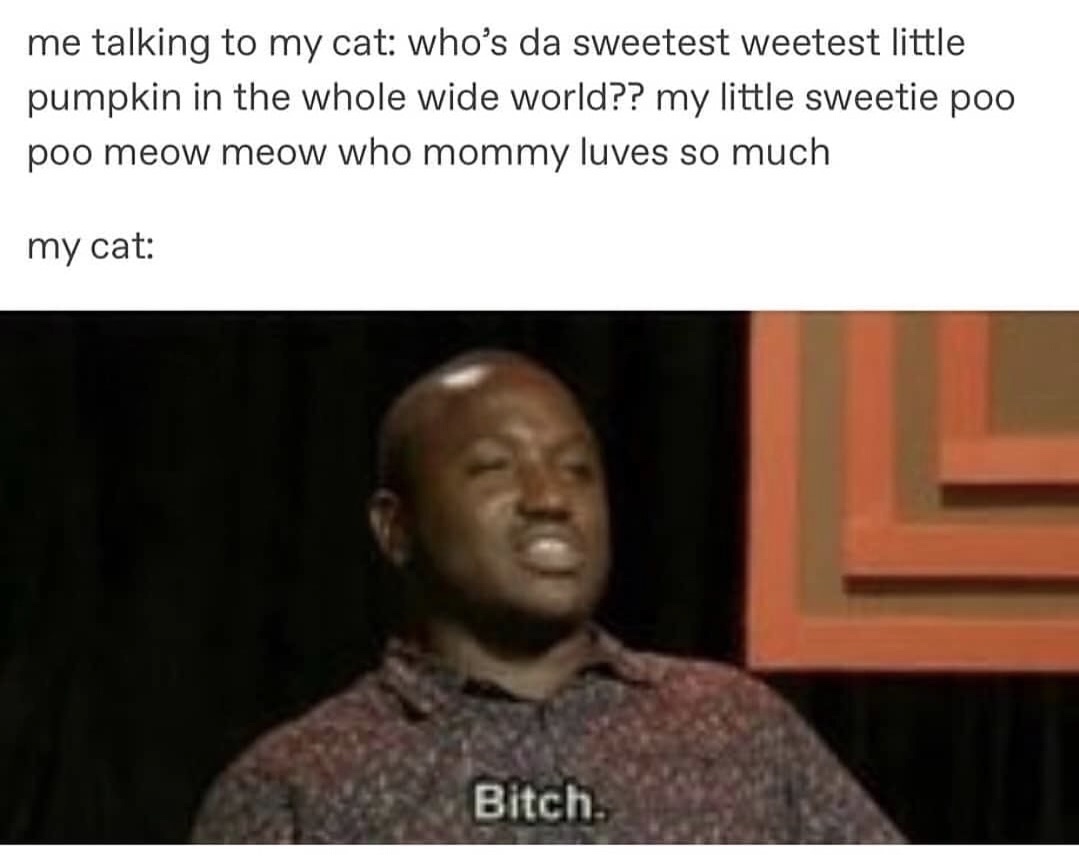 cat bitch