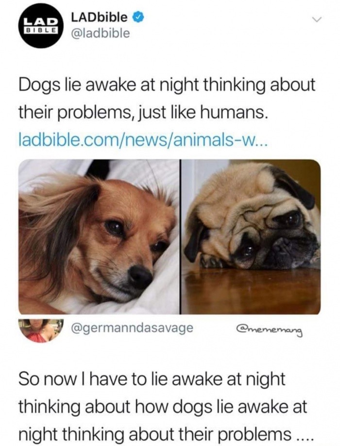 memes - dogs lie awake thinking about their problems - Lad Bible LADbible Dogs lie awake at night thinking about their problems, just humans. ladbible.comnewsanimalsw... So now I have to lie awake at night thinking about how dogs lie awake at night thinki