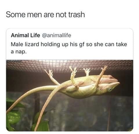 memes - lizard memes - Some men are not trash Animal Life Male lizard holding up his gf so she can take a nap. Novasol