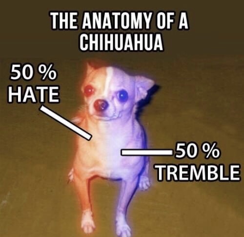 memes - anatomy of a chihuahua - The Anatomy Of A Chihuahua 50 % Hate 50 % Tremble