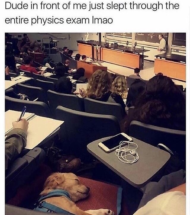 memes - we humans don t deserve dogs - Dude in front of me just slept through the entire physics exam Imao