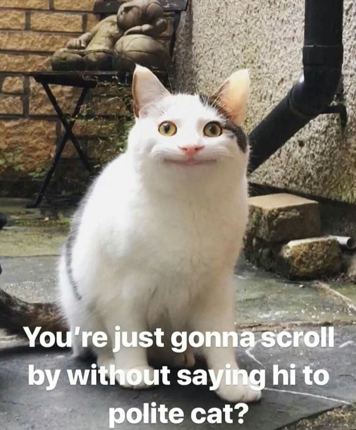 memes - polite cat meme - You're just gonna scroll by without saying hi to polite cat?