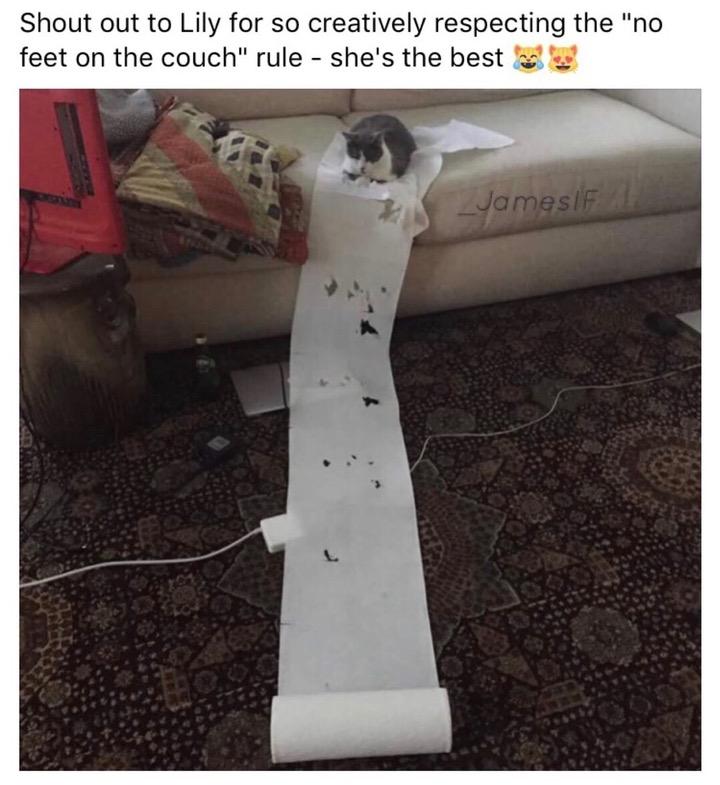 best lily memes - Shout out to Lily for so creatively respecting the "no feet on the couch" rule she's the best Jamesif