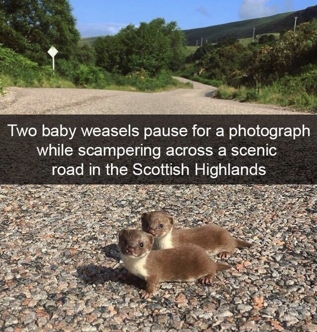 funny animal memes - Two baby weasels pause for a photograph while scampering across a scenic road in the Scottish Highlands