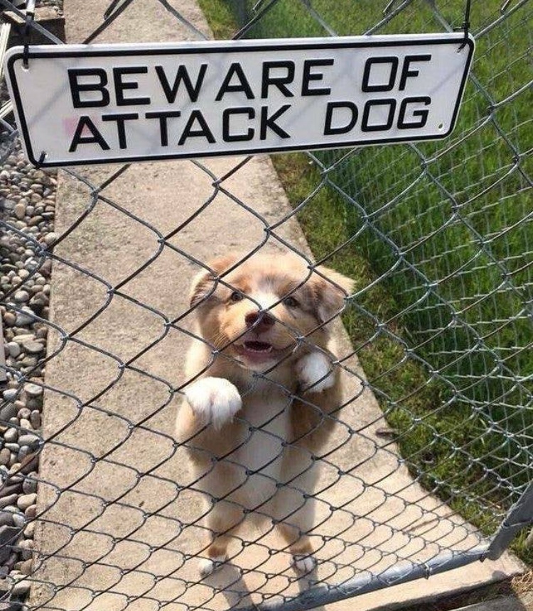 beware of dog cute - Beware Of Attack Dog