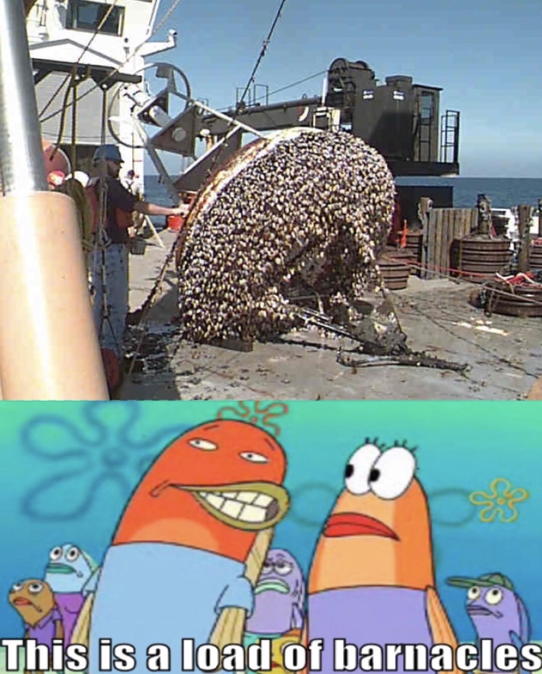 This is a load of barnacles