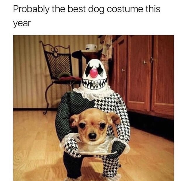 funny meme of a creepy dog costume