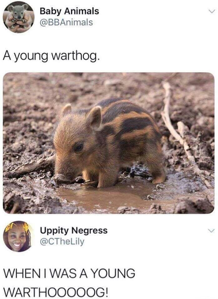 funny meme about young Pumba