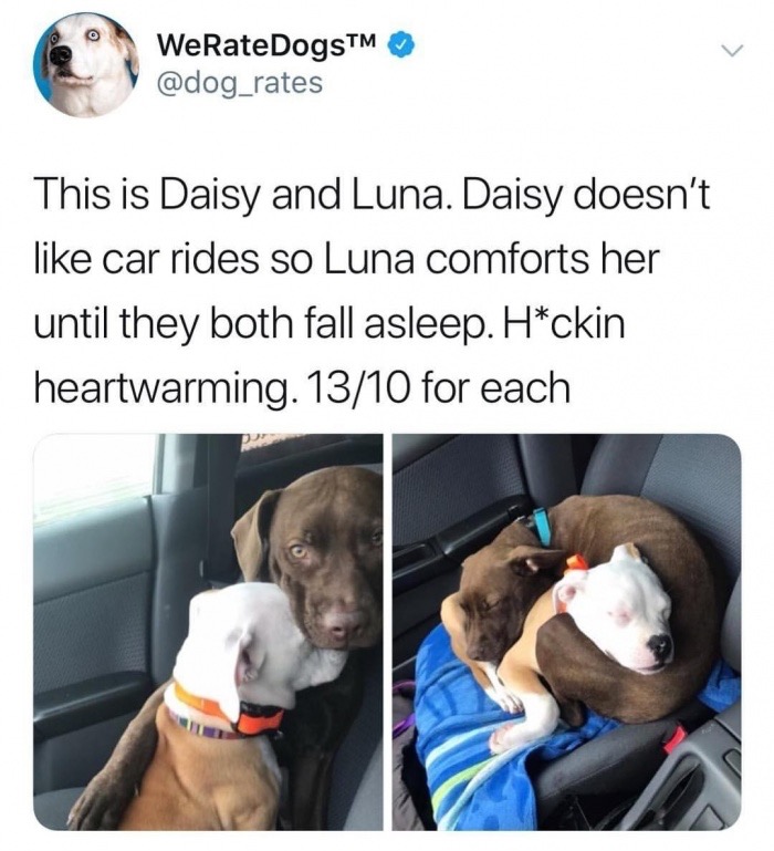 funny meme of adorable dogs comforting each other on car rides
