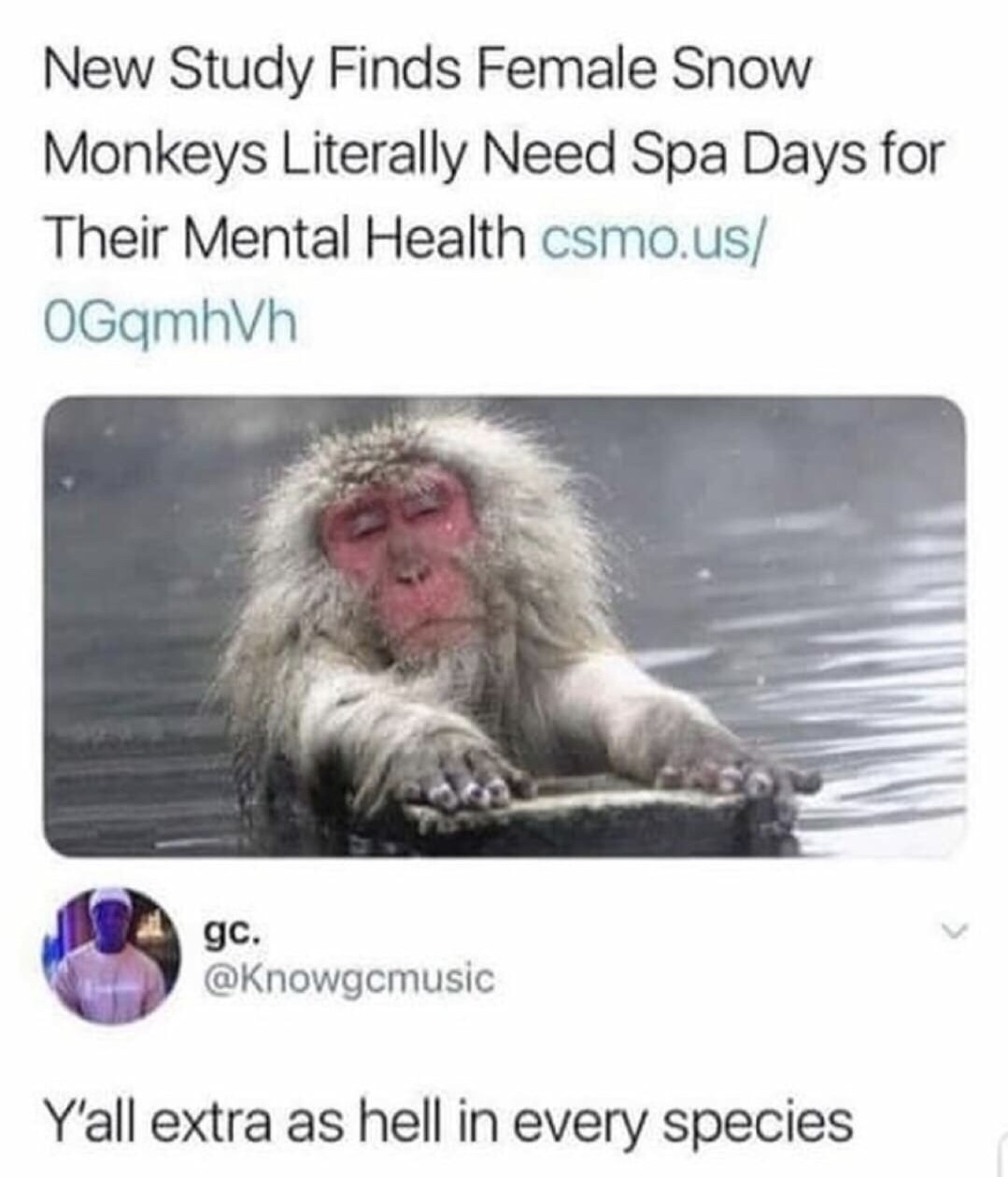 New Study Finds Female Snow Monkeys Literally Need Spa Days for Their Mental Health csmo.us OGqmhVh gc. Y'all extra as hell in every species