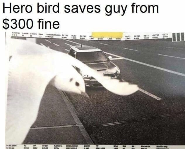 hero bird saves guy from $300 fine - Hero bird saves guy from $300 fine