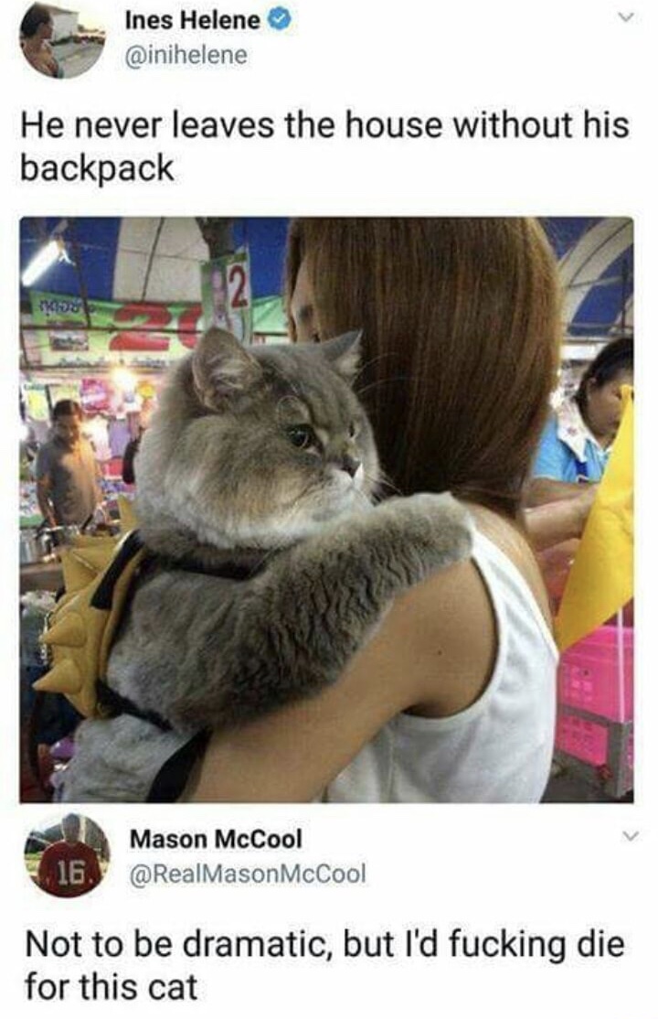 fluffiest cat in the world - Ines Helene He never leaves the house without his backpack 16. Mason McCool McCool Not to be dramatic, but I'd fucking die for this cat