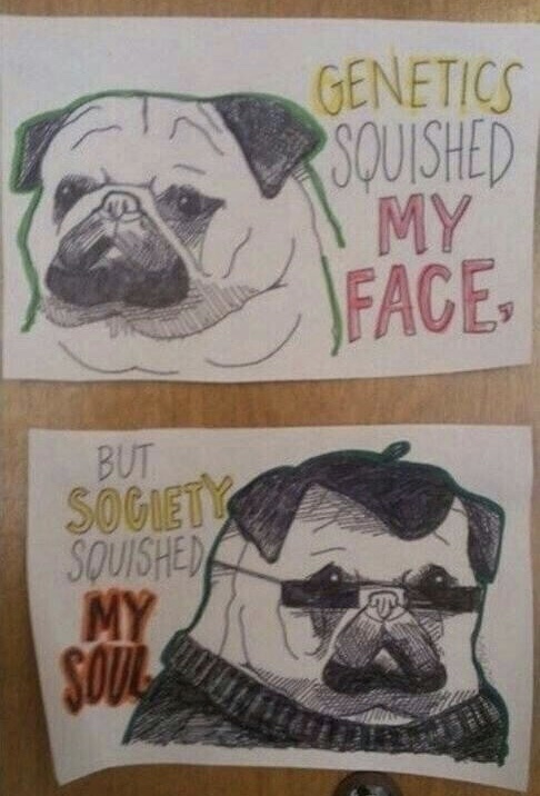 soul pug - Genetics Squished Face But Sogiets Squished