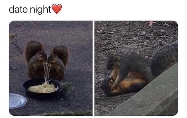 squirrel date - date night