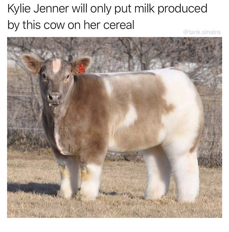 memes - fluffy cows - Kylie Jenner will only put milk produced by this cow on her cereal