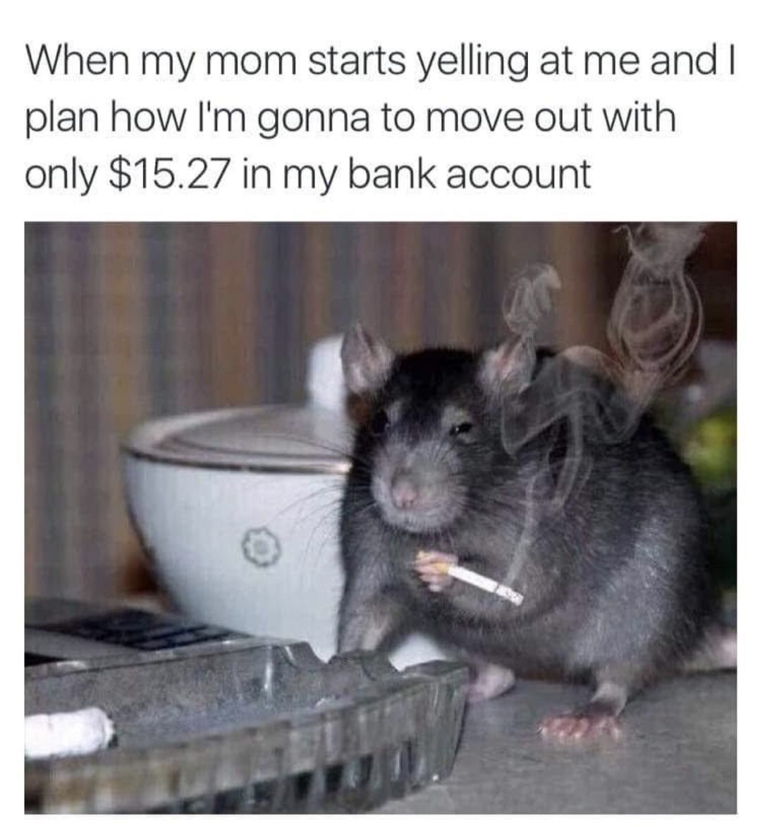 memes - rat smoking - When my mom starts yelling at me and I plan how I'm gonna to move out with only $15.27 in my bank account