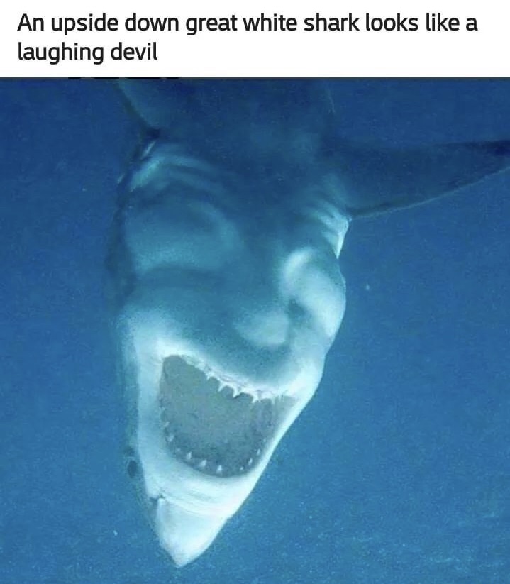 shark devil face - An upside down great white shark looks a laughing devil