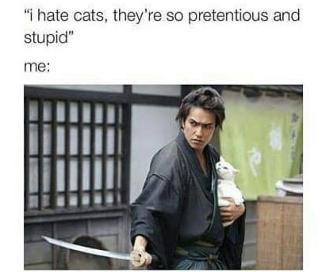 meme - neko zamurai - " hate cats, they're so pretentious and stupid" me