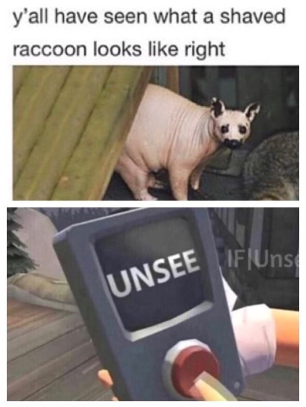 meme - shaved raccoon - y'all have seen what a shaved raccoon looks right Unsee If Uns