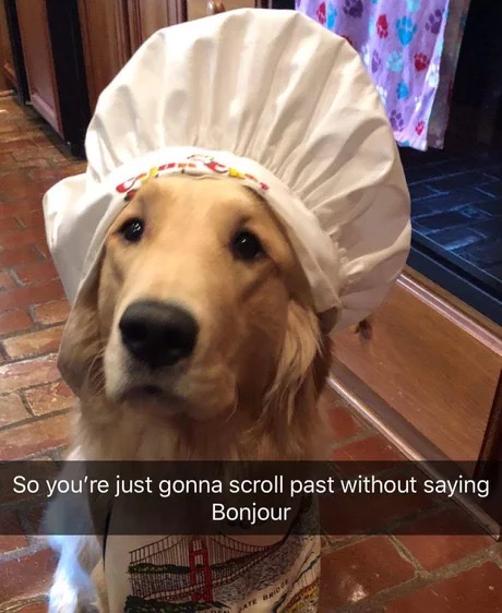 memes - so you re just gonna scroll past without saying bonjour - So you're just gonna scroll past without saying Bonjour
