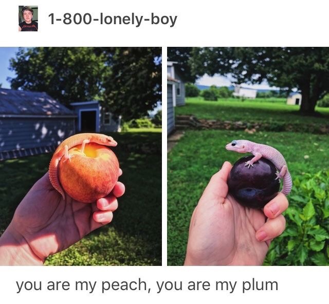 memes - leopard gecko aesthetic - 1800lonelyboy you are my peach, you are my plum