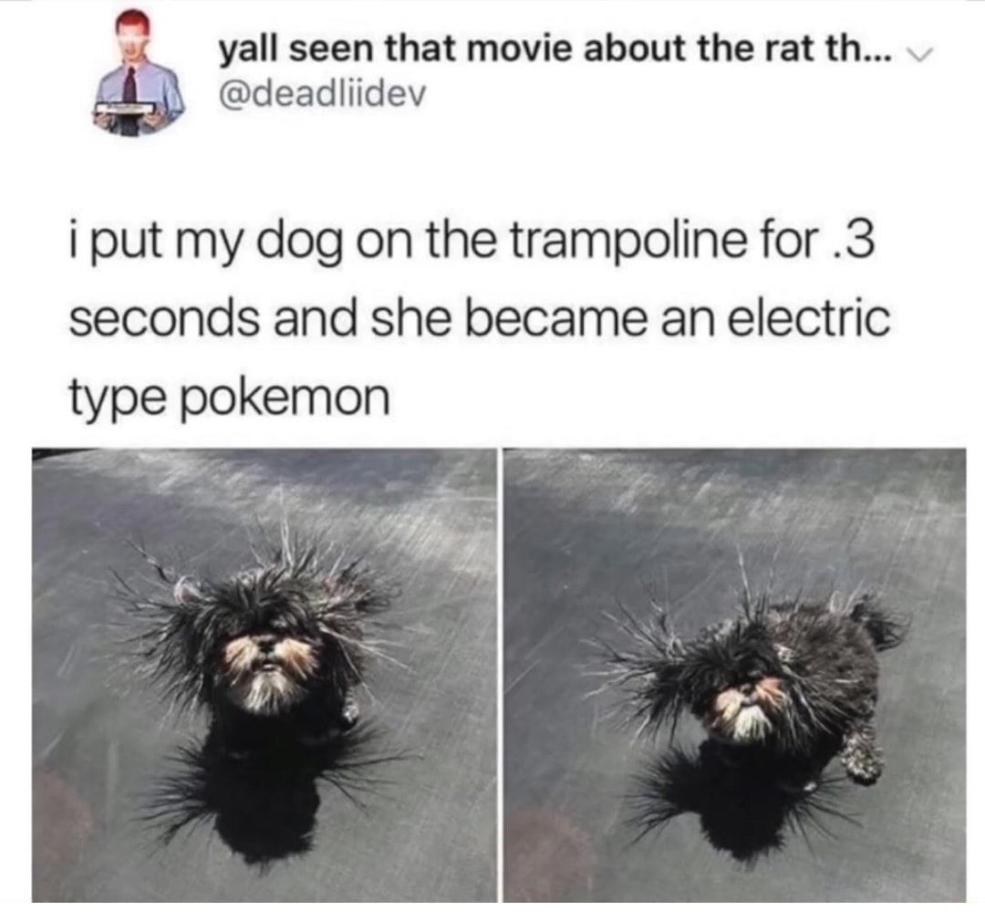 memes - porcupine meme - yall seen that movie about the rat th... v i put my dog on the trampoline for .3 seconds and she became an electric type pokemon