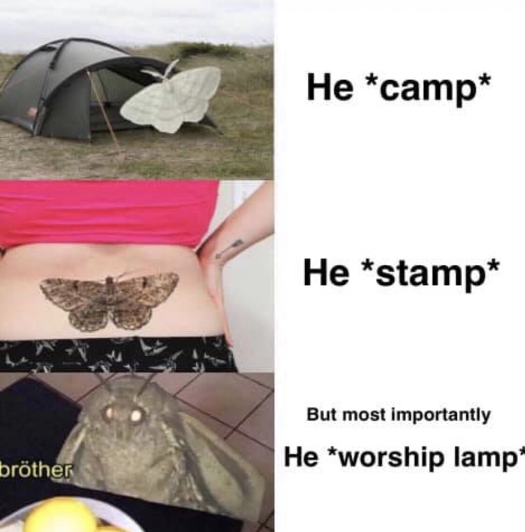 moth memes - He camp He stamp But most importantly He worship lamp brther