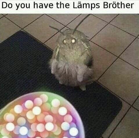moth loops meme - Do you have the Lmps Brther