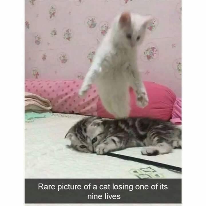 funny cat snapchats - Rare picture of a cat losing one of its nine lives