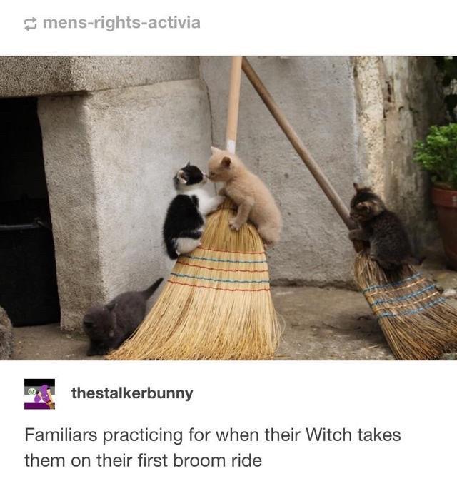 broomstick meme - mensrightsactivia 12. thestalkerbunny Familiars practicing for when their Witch takes them on their first broom ride