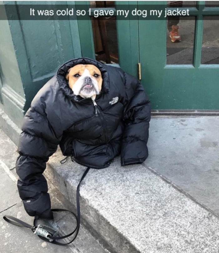 funny cold - It was cold so I gave my dog my jacket