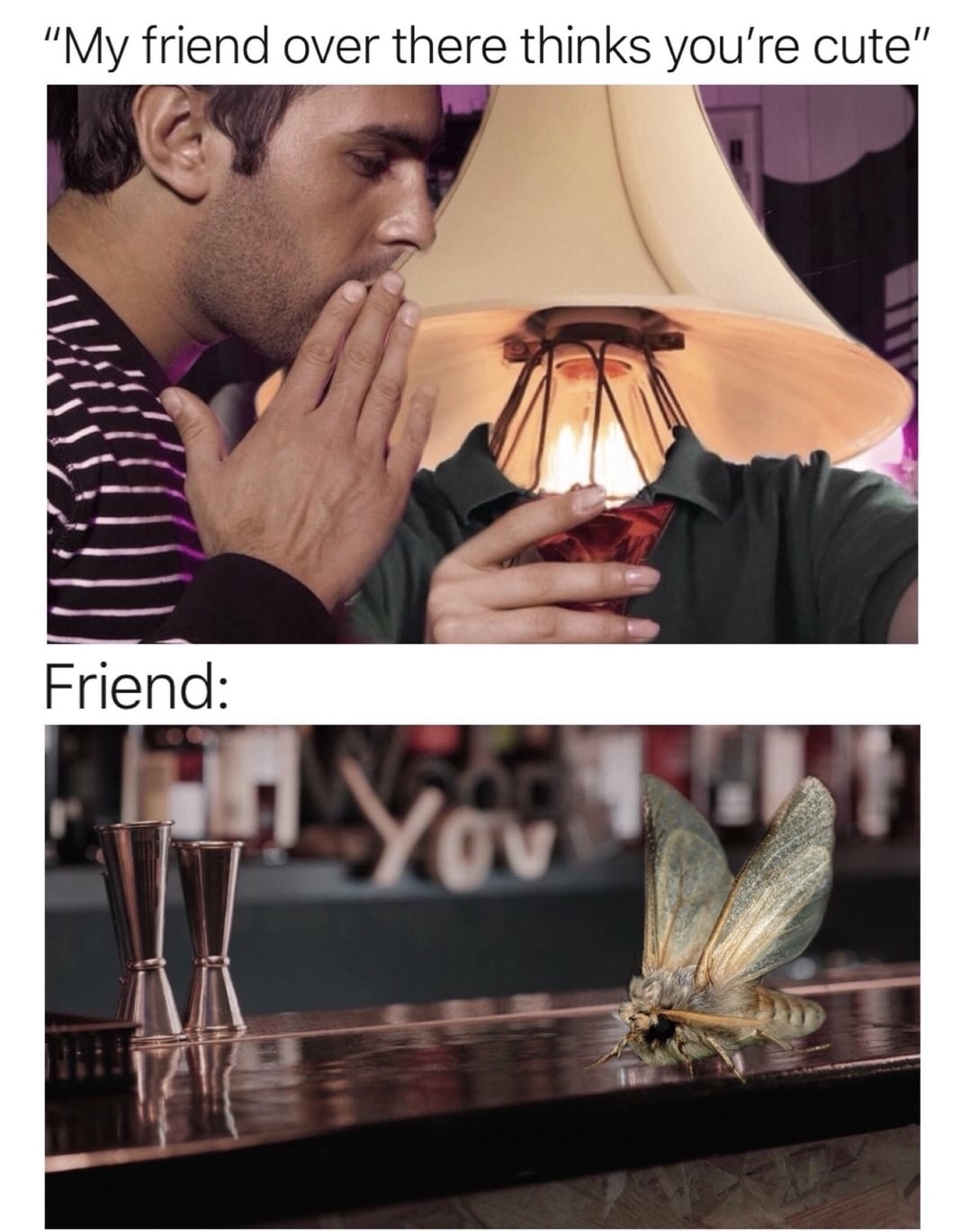 meme stream - cute moth lamp - My friend over there thinks you're cute" Friend