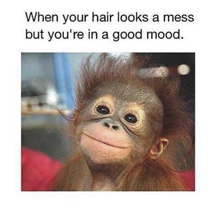 meme stream - monkey bad hair day - When your hair looks a mess but you're in a good mood.