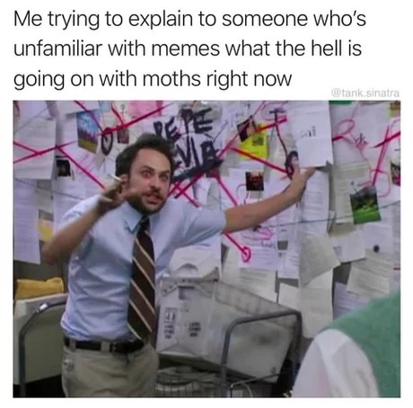 explain meme - Me trying to explain to someone who's unfamiliar with memes what the hell is going on with moths right now tank sinatra
