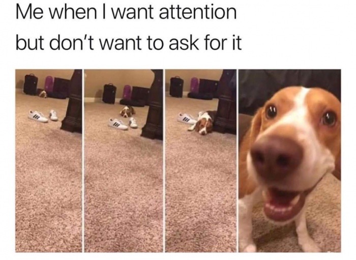 clingy dogs - Me when I want attention but don't want to ask for it
