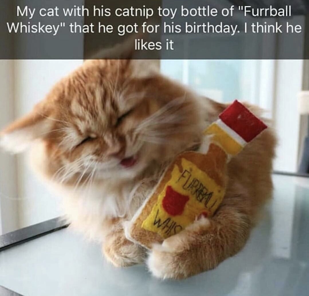 catnip meme - My cat with his catnip toy bottle of "Furrball Whiskey" that he got for his birthday. I think he it Fupea!