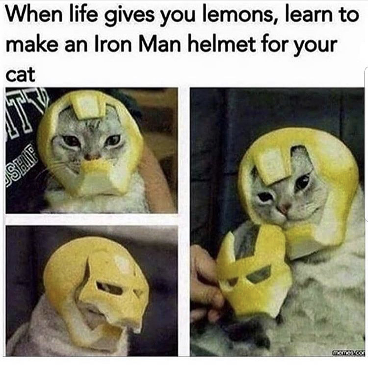 memes - life gives you lemons make an iron man helmet - When life gives you lemons, learn to make an Iron Man helmet for your cat Stados
