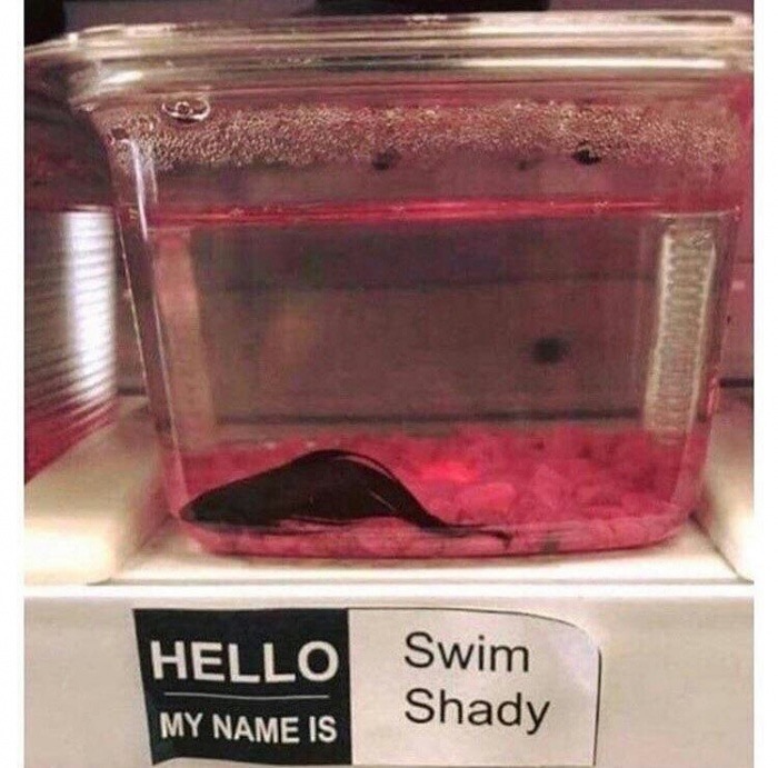 meme steam - swim shady fish - Hello My Name Is Swim Shady