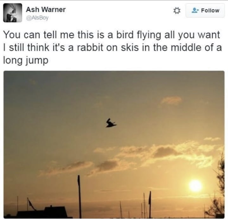 tweet of a bird that looks like rabbit on skis doing the long jump