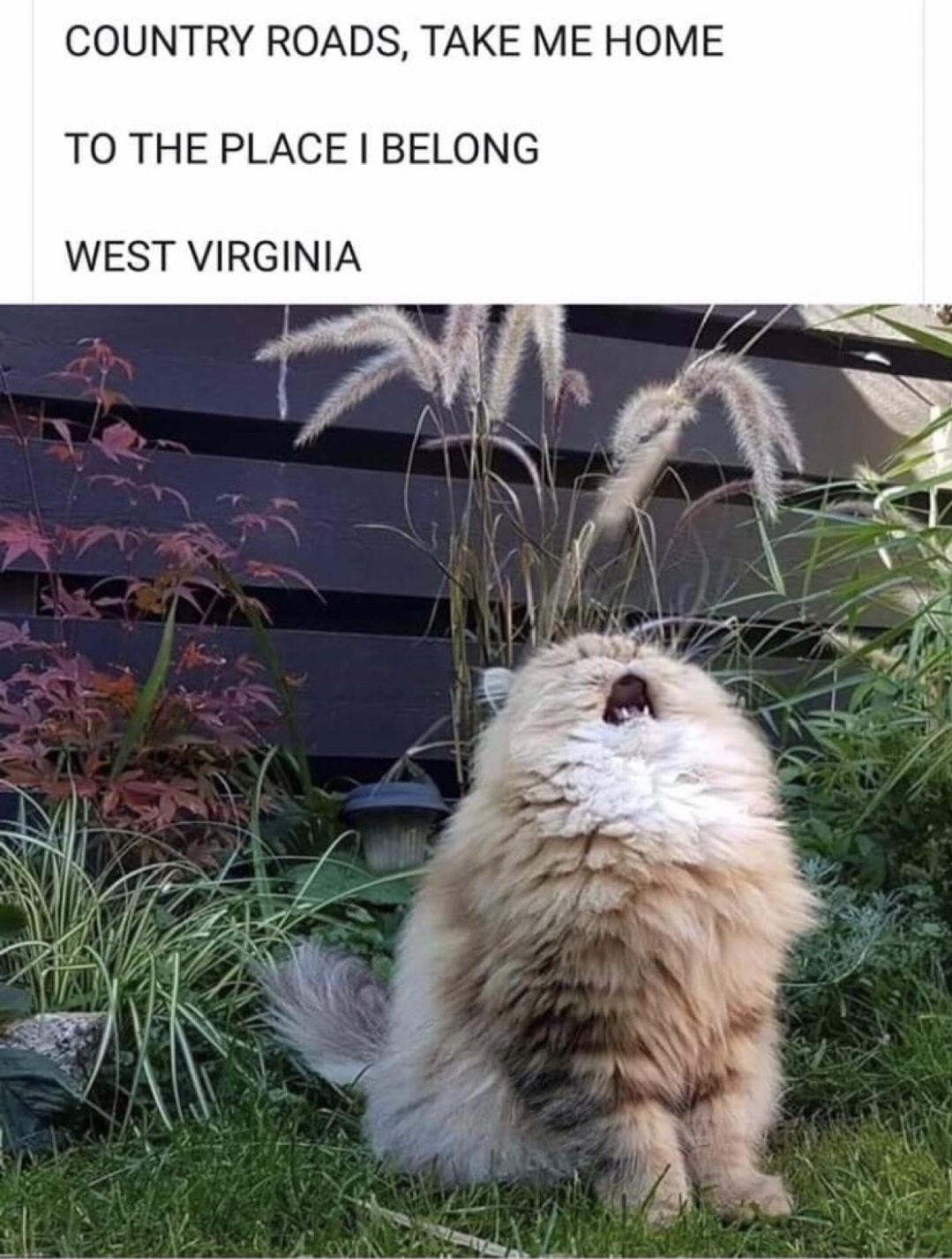 West Virginia cat song