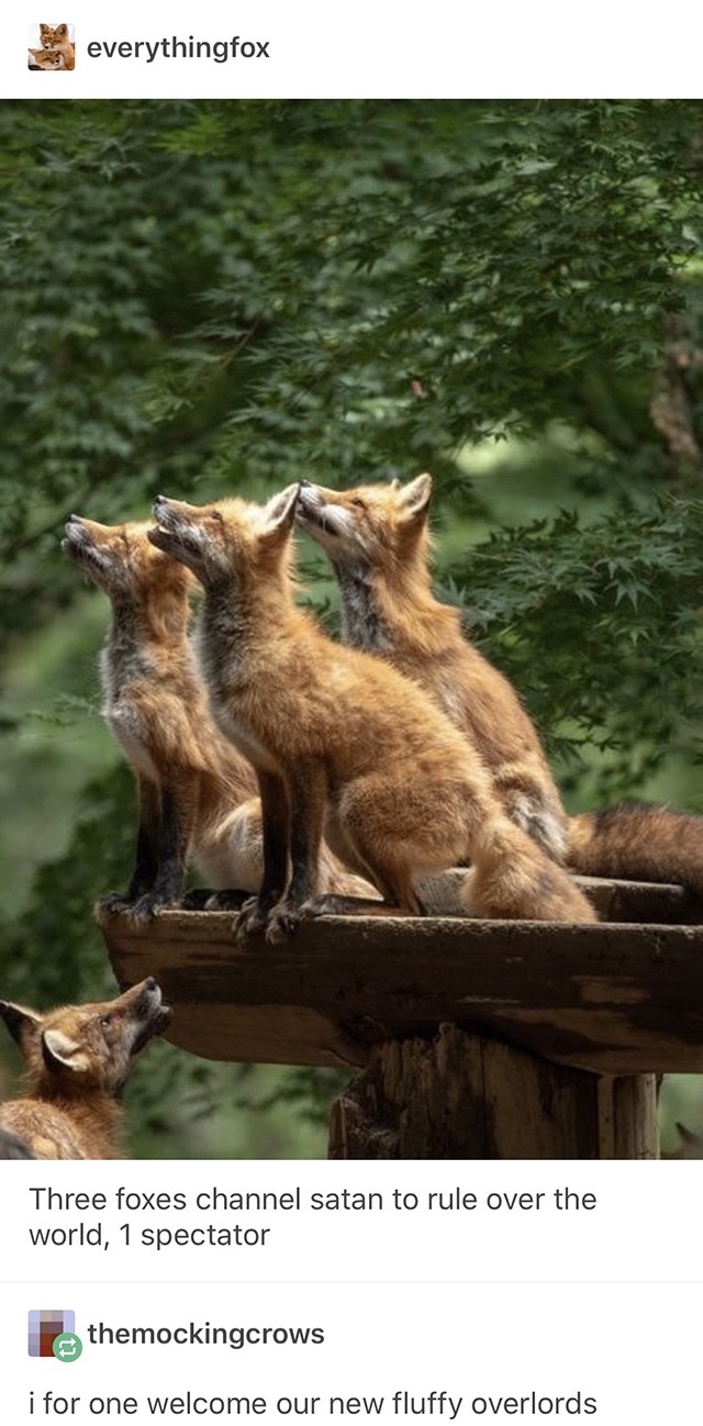 memes - wildlife - everythingfox Three foxes channel satan to rule over the world, 1 spectator themockingcrows i for one welcome our new fluffy overlords