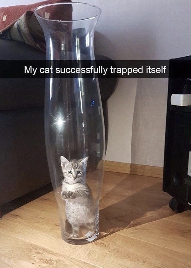 memes - my cat successfully trapped itself - My cat successfully trapped itself 2