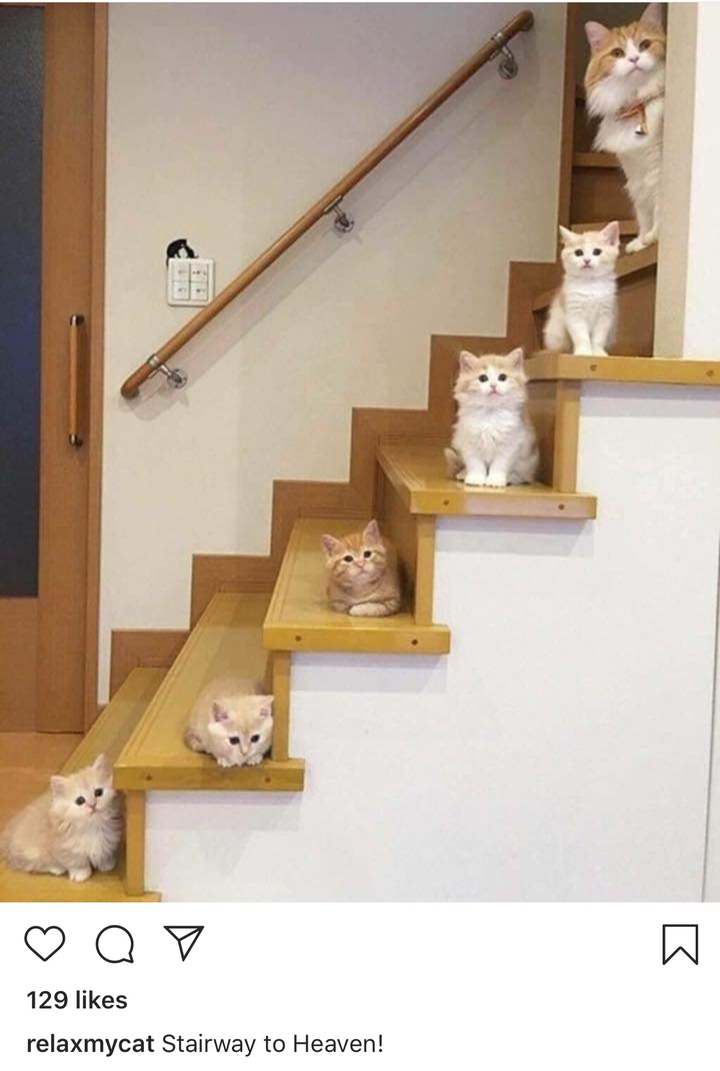 meme stairway to heaven cat meme - av 129 relaxmycat Stairway to Heaven!