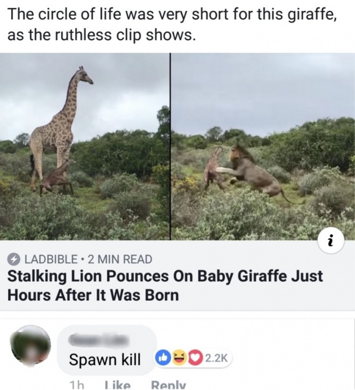 meme giraffe - The circle of life was very short for this giraffe, as the ruthless clip shows. Ladbible 2 Min Read Stalking Lion Pounces On Baby Giraffe Just Hours After It Was Born Spawn kill 0 1h