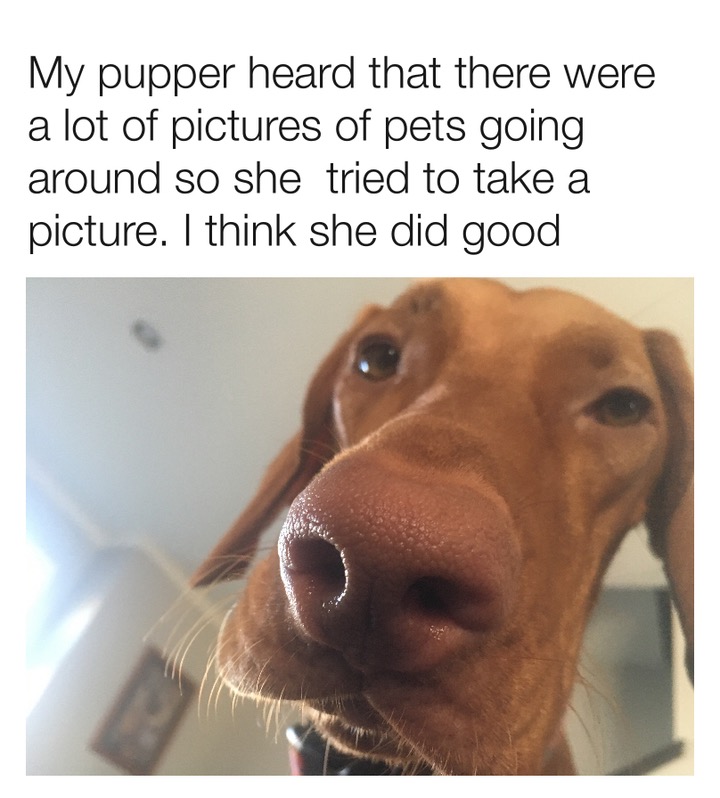 photo caption - My pupper heard that there were a lot of pictures of pets going around so she tried to take a picture. I think she did good